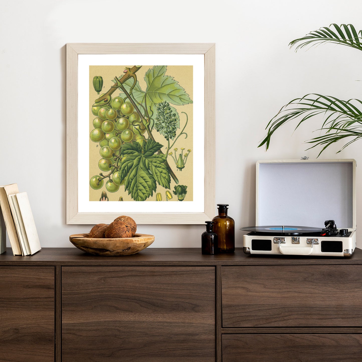 Poster Vintage Botanische Illustration Von Trauben Mit Blättern