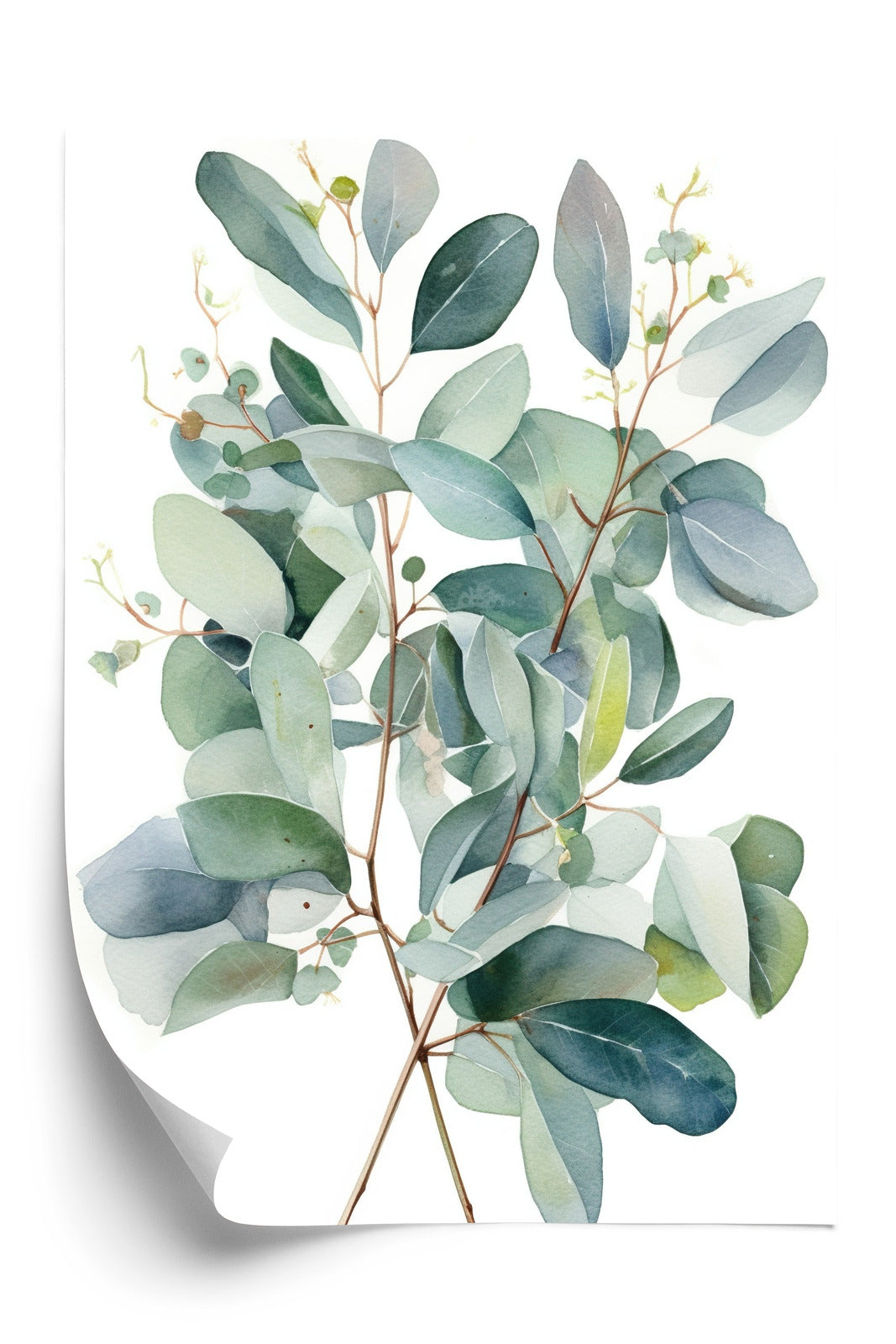 Poster Eukalyptuszweigstrauß Mit Aquarell Bemalt