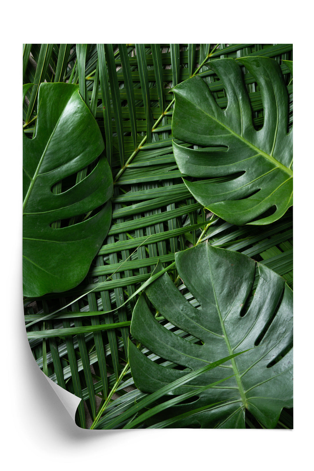 Poster Grüne Monstera Und Palmblätter Rahmen Holz Mit Passepartout Farbe Natürlich