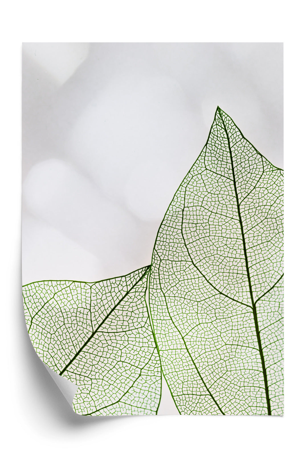 Poster Grüne Transparente Blätter Auf Hellem Hintergrund