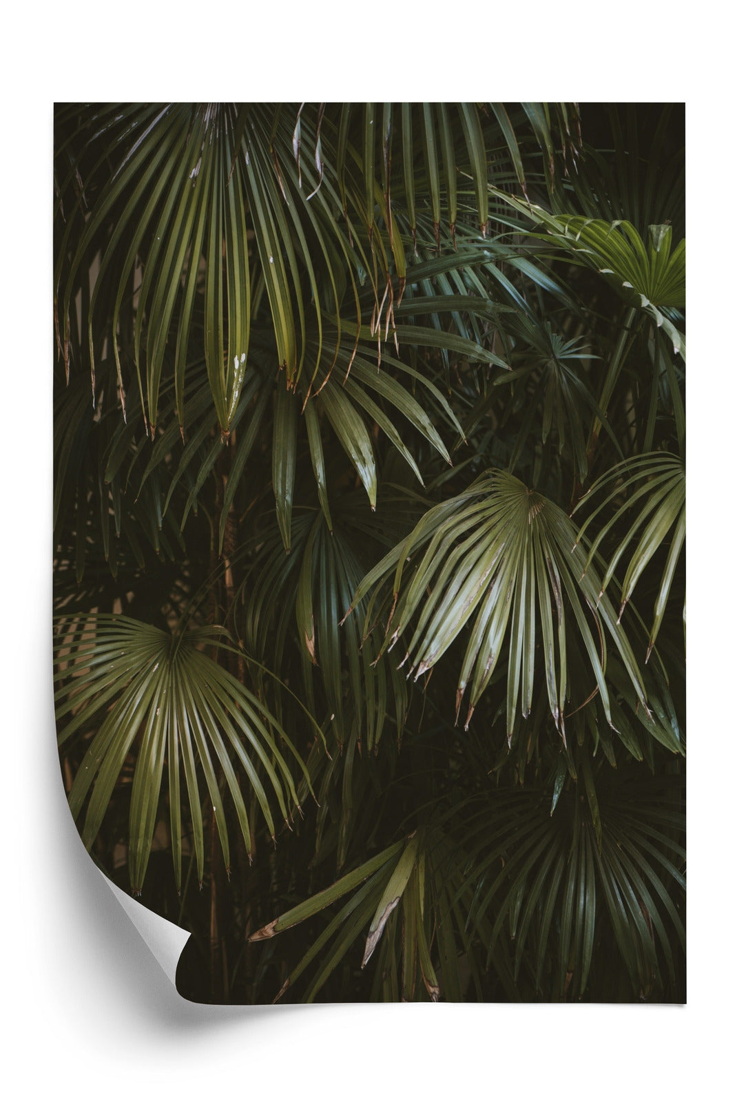 Poster Dunkelgrüne Palmblätter Rahmen Holz Mit Passepartout Farbe Natürlich