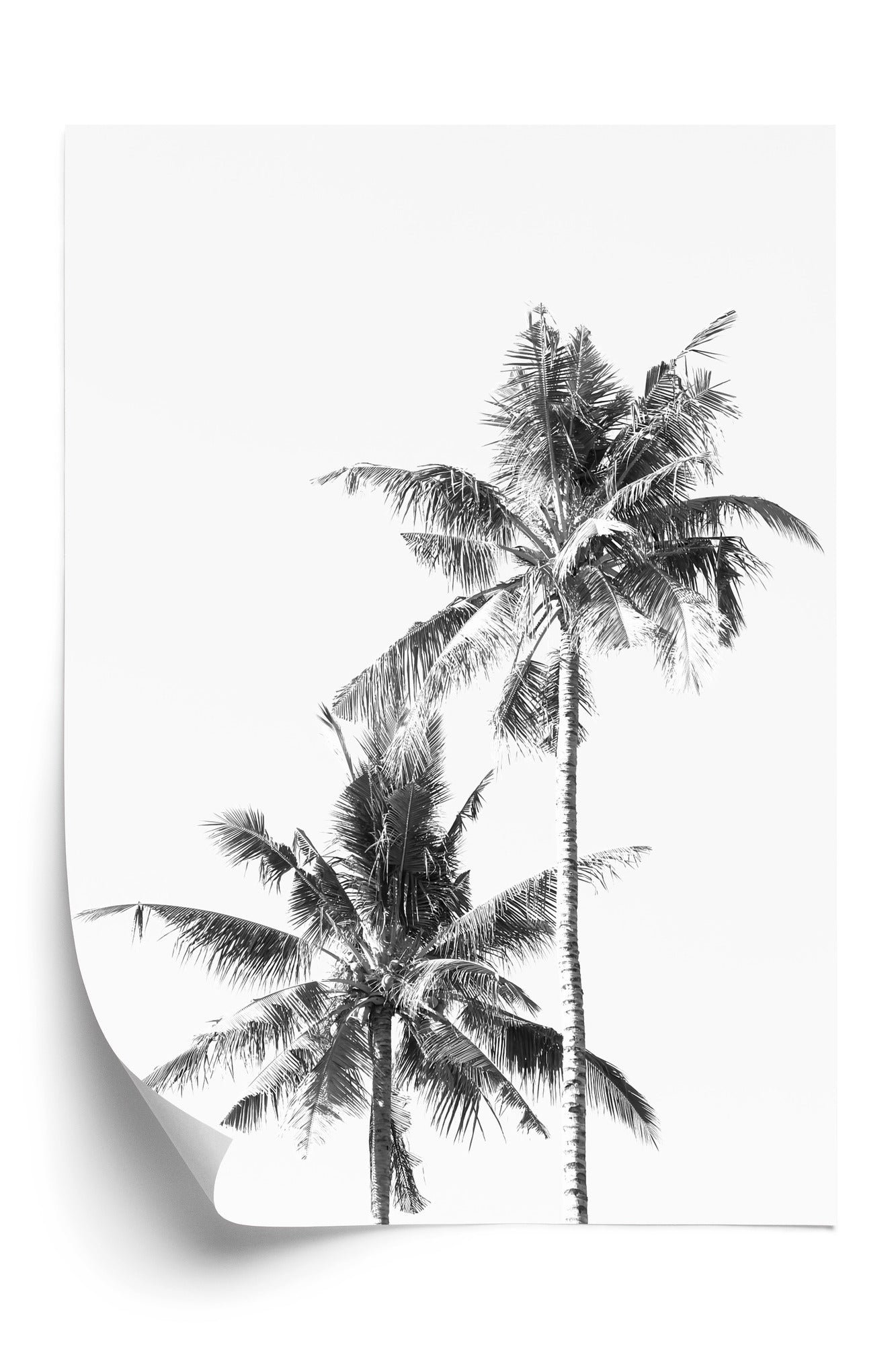 Poster Schwarze Und Weiße Palmen Rahmen Aluminium Mit Passepartout Farbe Silber