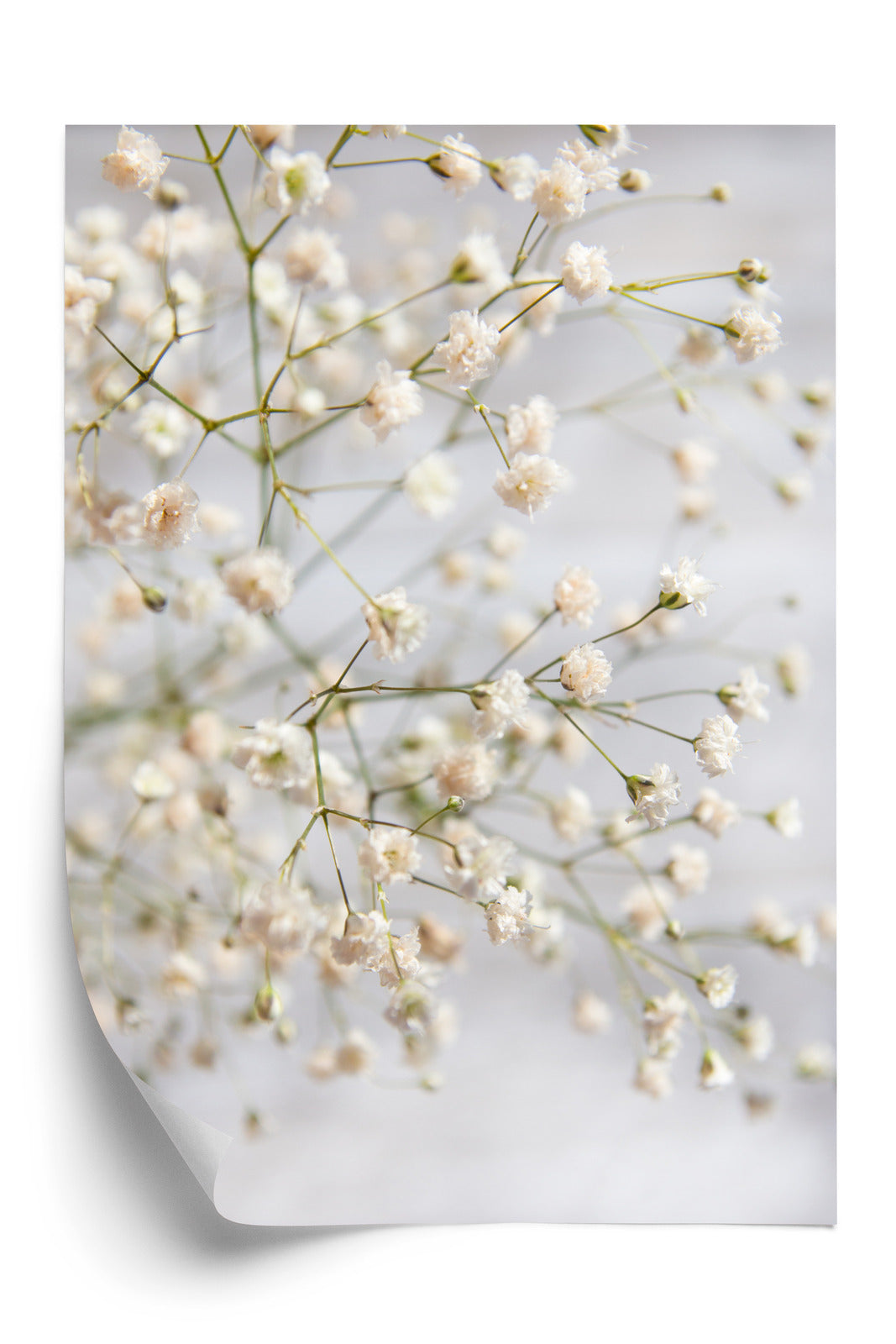 Poster Weiße Kleine Blüten An Dünnen Zweigen Rahmen Hölzern Farbe Schwarz