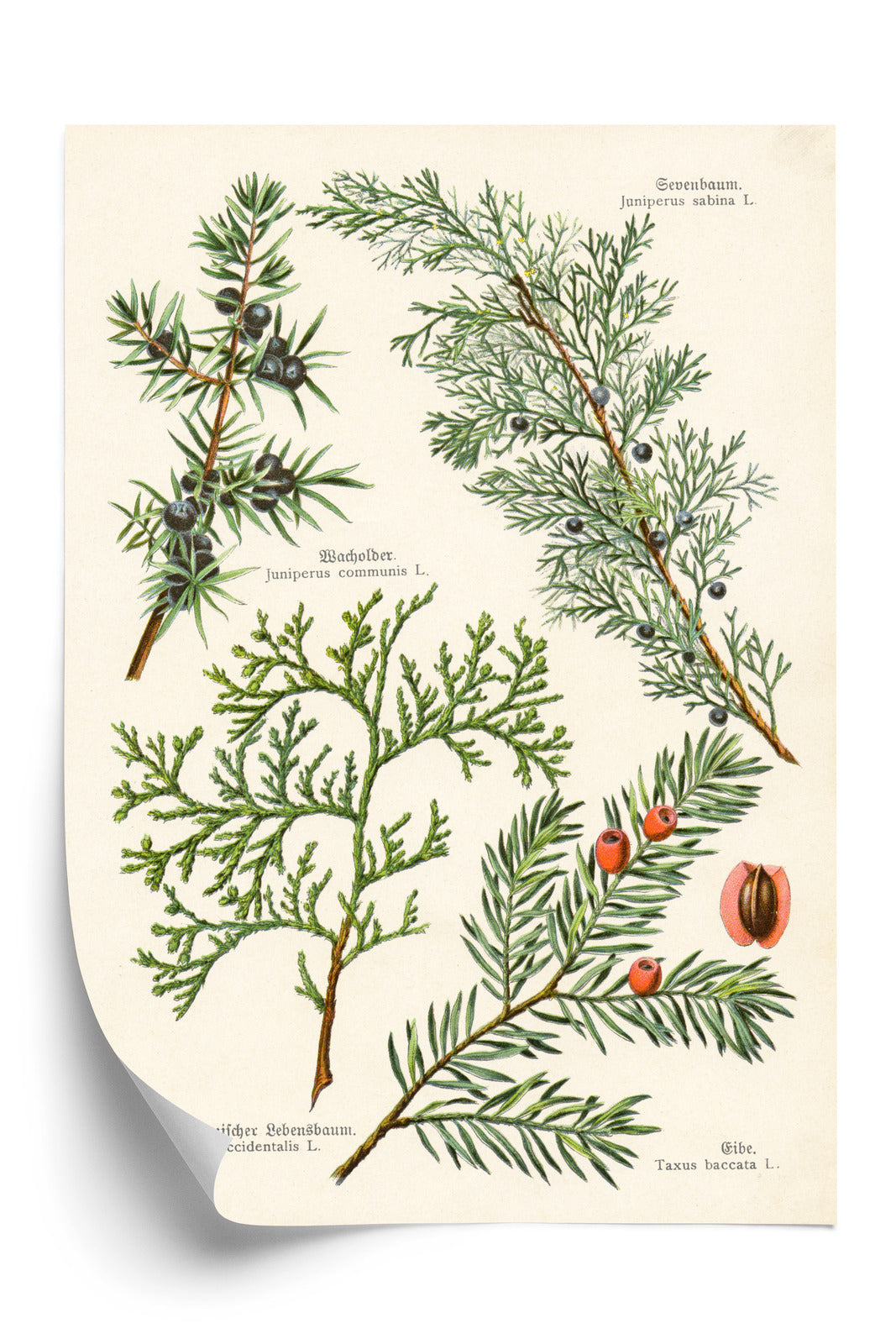 Poster Bilder Alter Botanischer Pflanzen Rahmen Aluminium Mit Passepartout Farbe Silber
