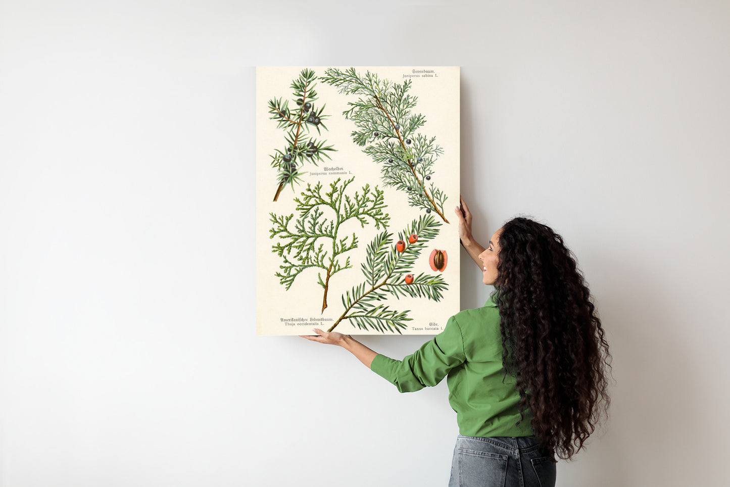 Poster Bilder Alter Botanischer Pflanzen Rahmen Aluminium Mit Passepartout Farbe Silber
