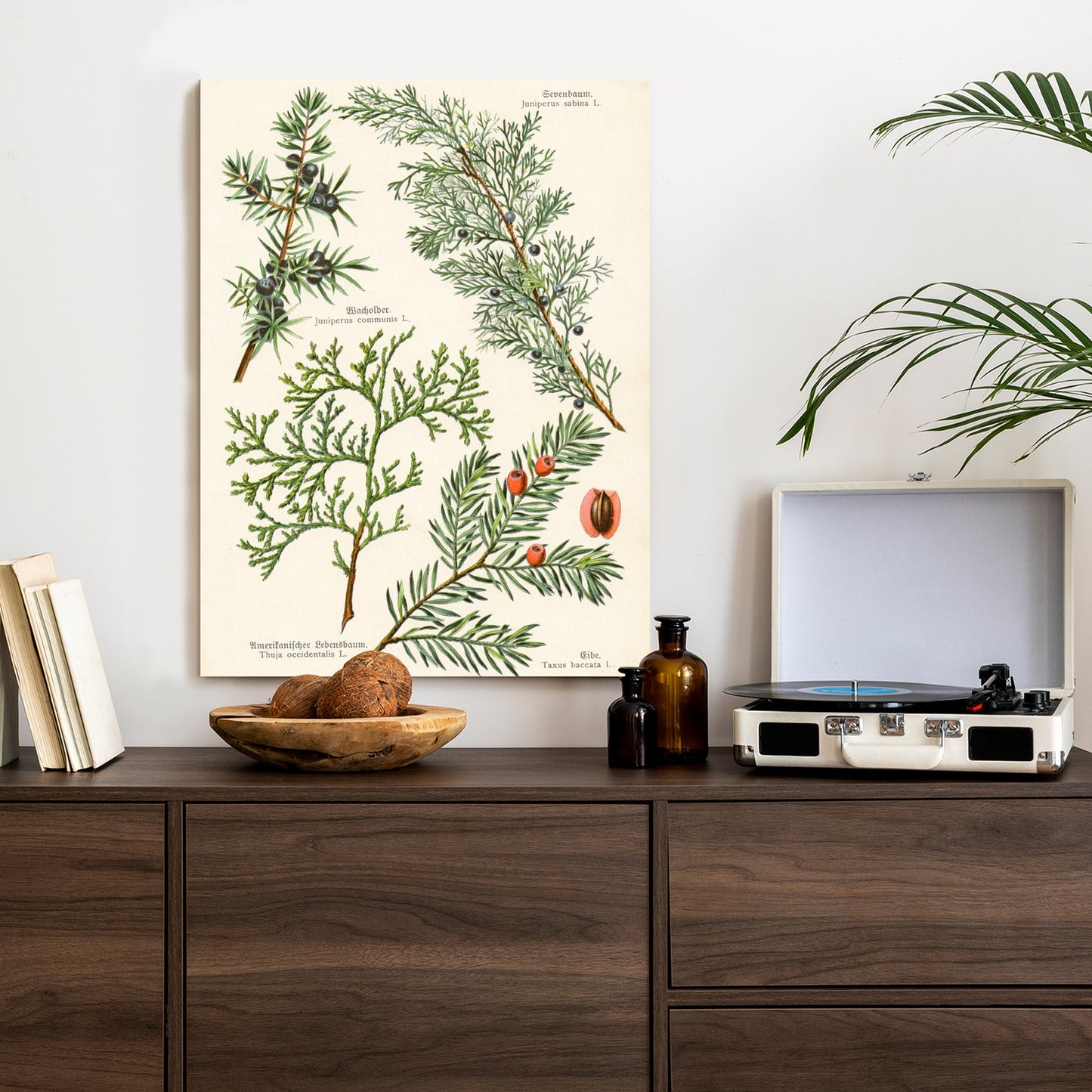Poster Bilder Alter Botanischer Pflanzen Rahmen Aluminium Mit Passepartout Farbe Silber