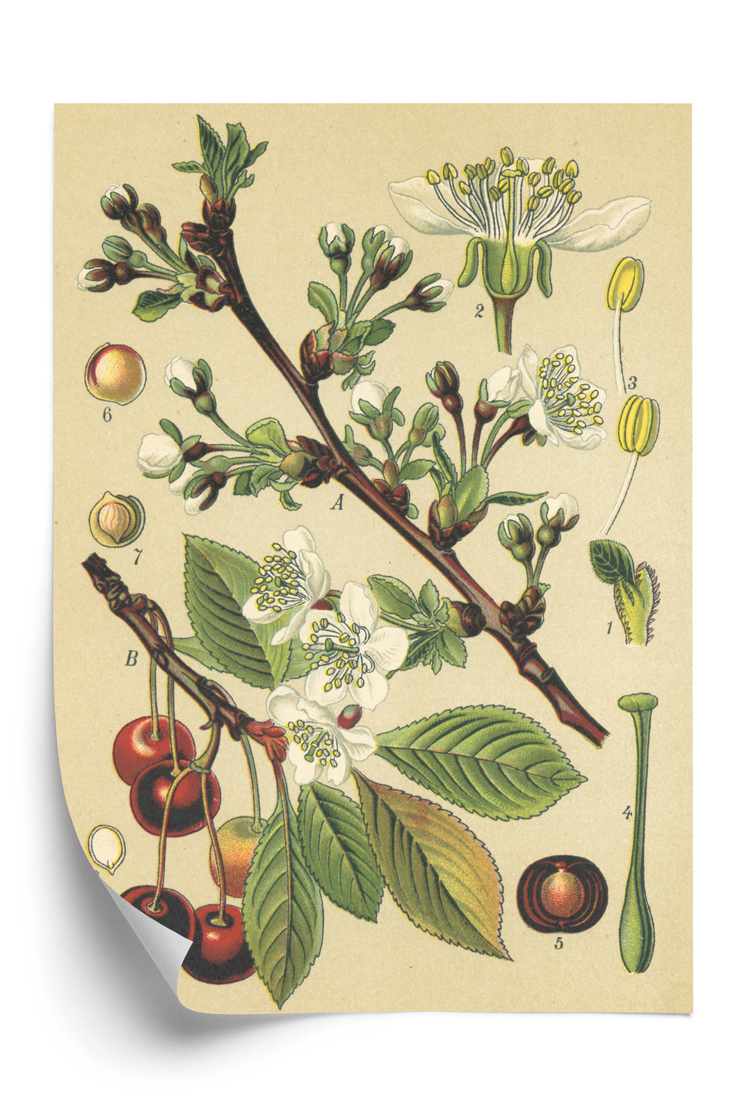 Poster Vintage Botanische Illustration Von Kirschblüten Rahmen Holz Mit Passepartout Farbe Natürlich