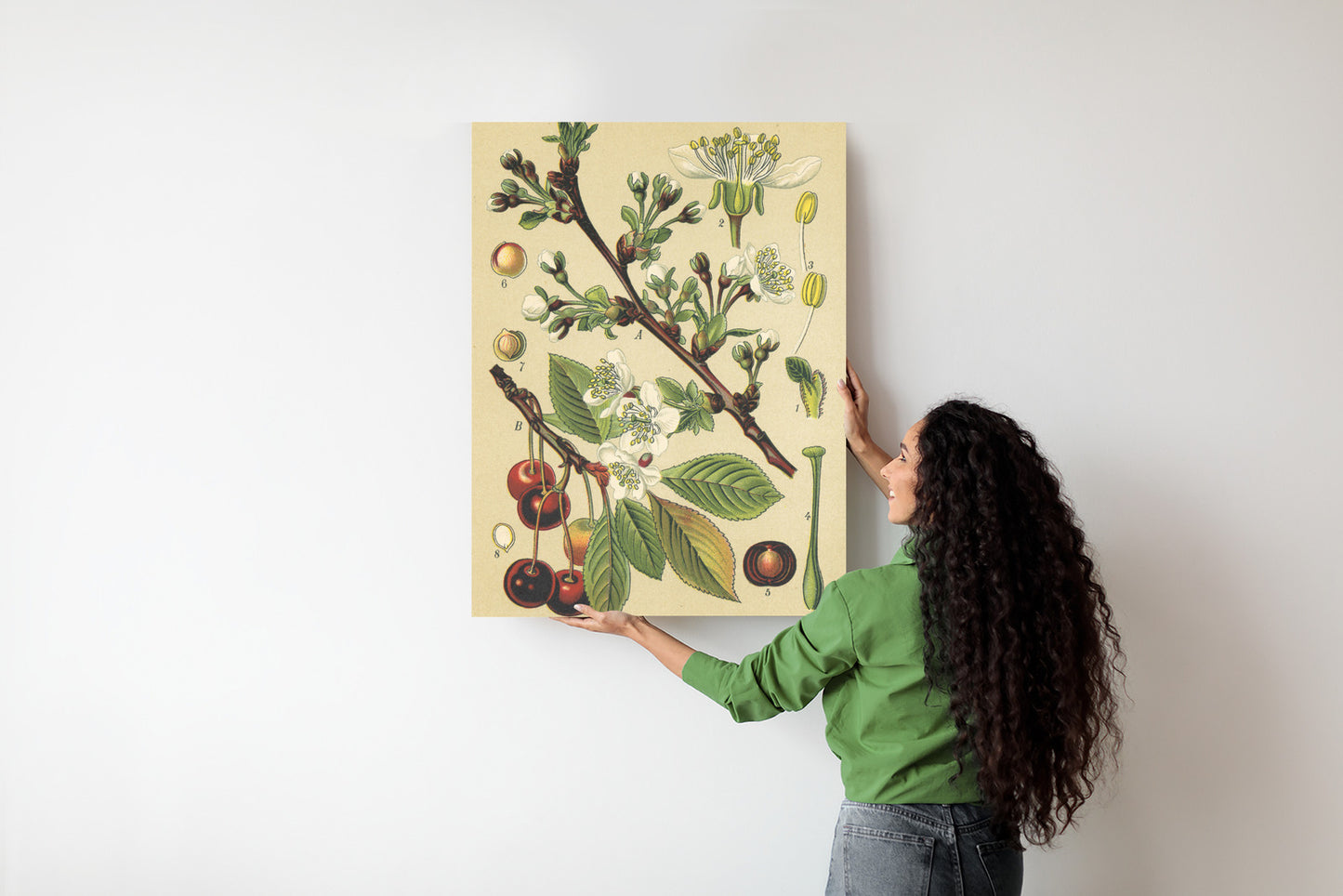Poster Vintage Botanische Illustration Von Kirschblüten Rahmen Holz Mit Passepartout Farbe Natürlich