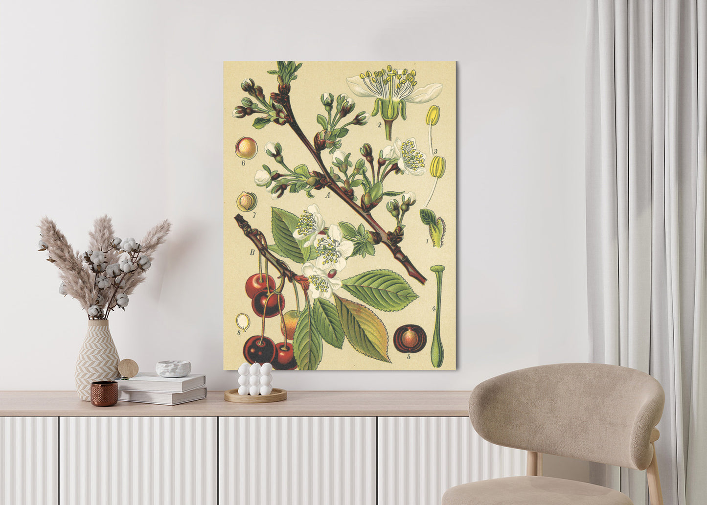 Poster Vintage Botanische Illustration Von Kirschblüten Rahmen Holz Mit Passepartout Farbe Natürlich