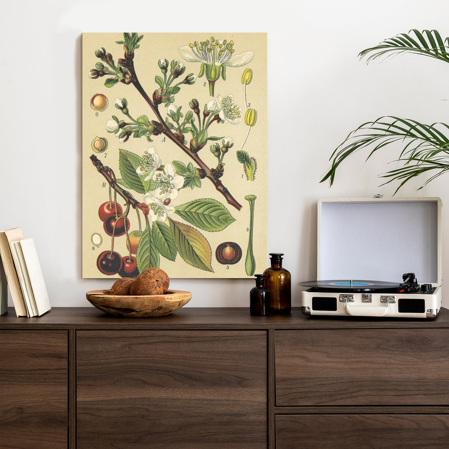 Poster Vintage Botanische Illustration Von Kirschblüten Rahmen Holz Mit Passepartout Farbe Natürlich