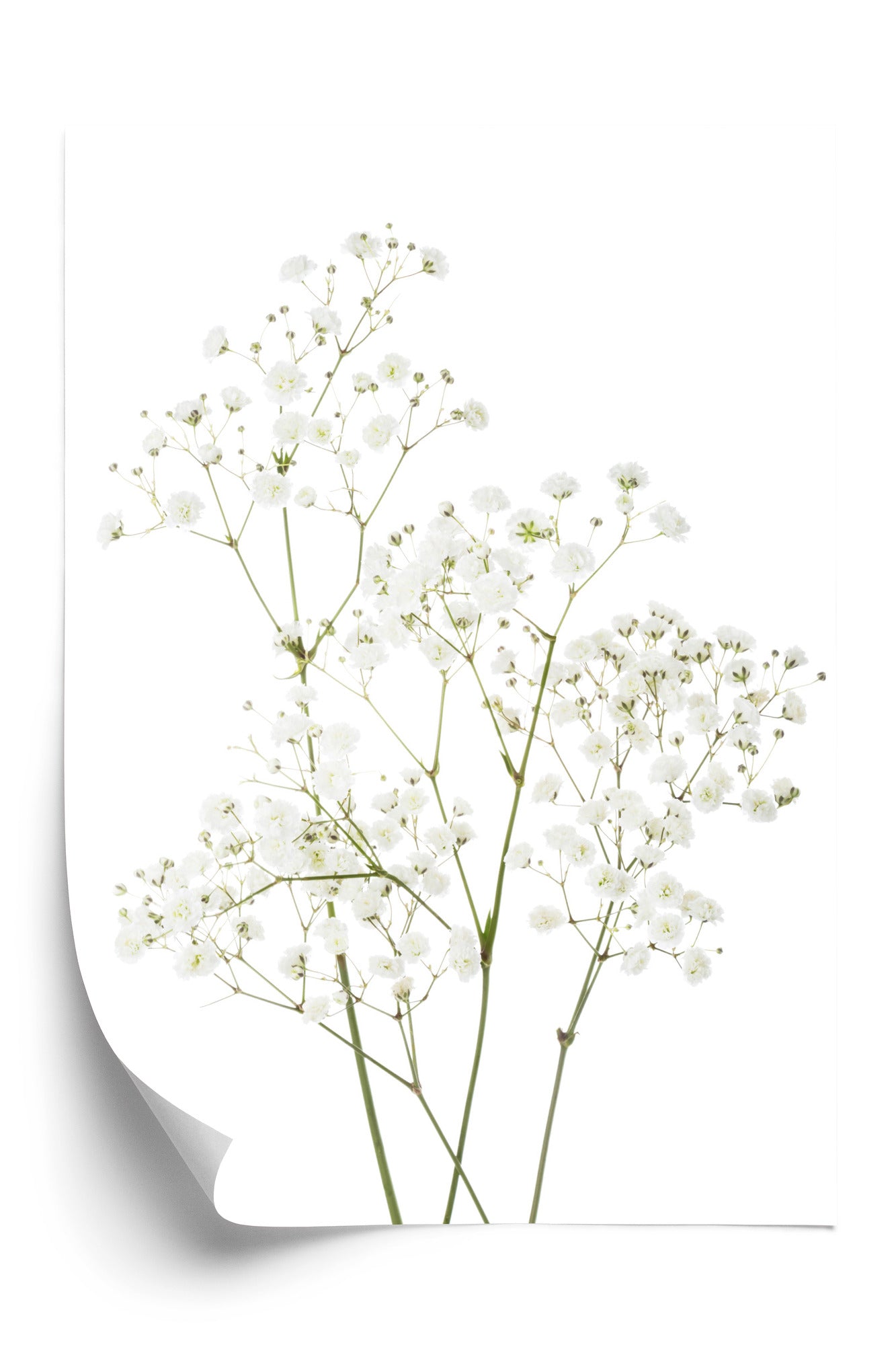 Poster Vier Zweige Mit Kleinen Weißen Blüten