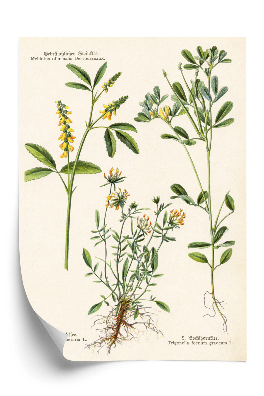 Poster Verschiedene Botanische Pflanzen Rahmen Holz Mit Passepartout Farbe Natürlich