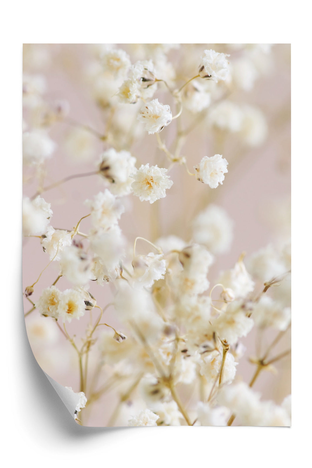 Poster Weiße Kleine Blumen Auf Rosa Hintergrund