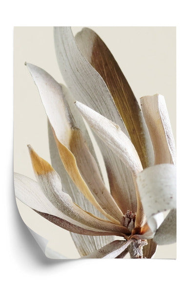 Poster Trockene Protea-Blätter Rahmen Holz Mit Passepartout Farbe Natürlich