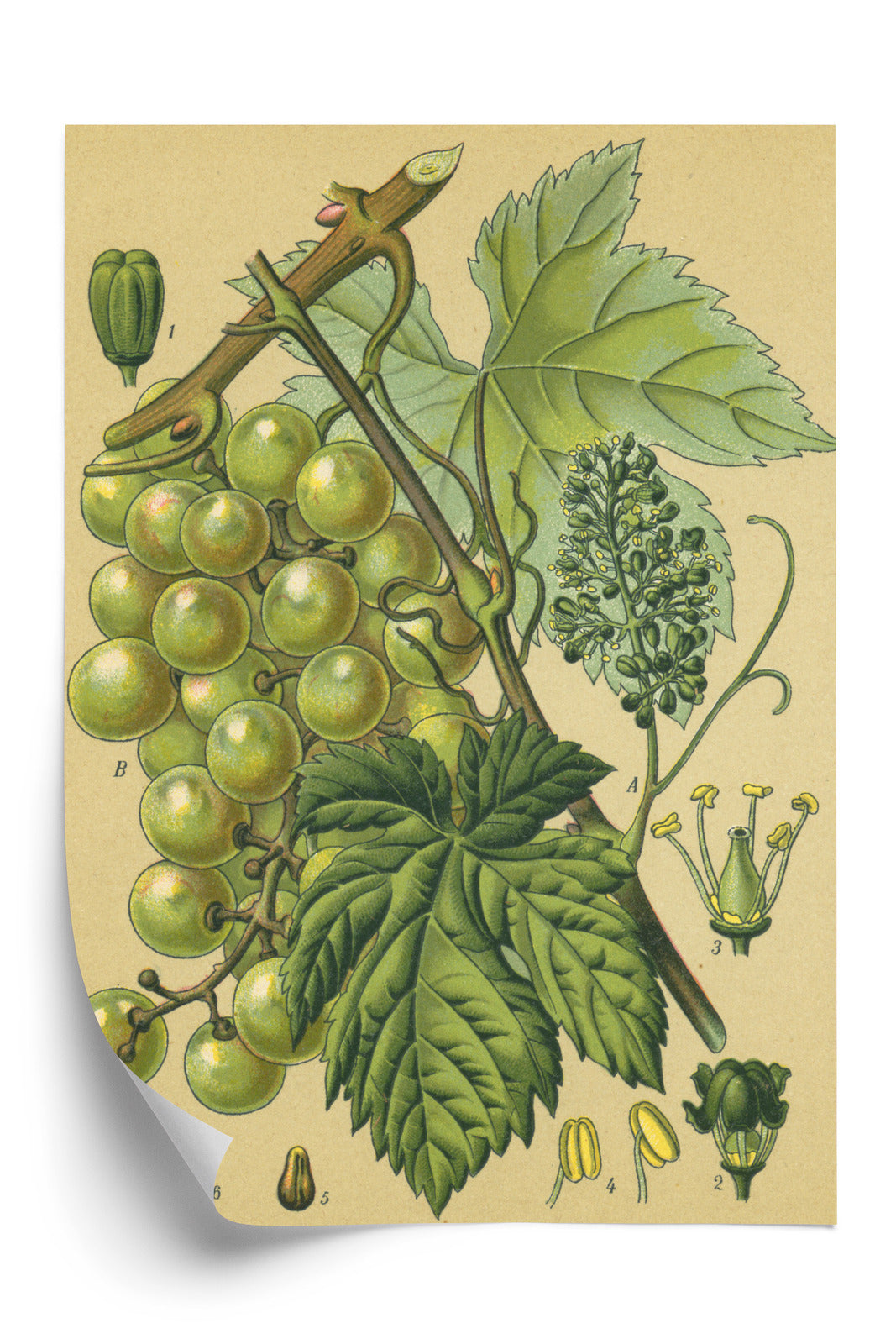 Poster Vintage Botanische Illustration Von Trauben Mit Blättern