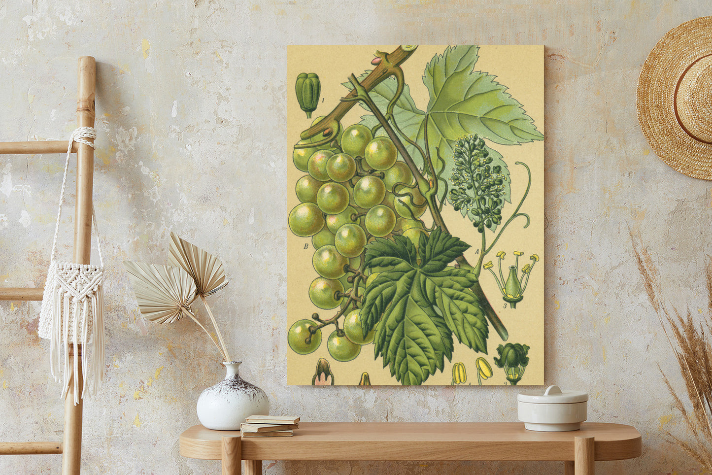 Poster Vintage Botanische Illustration Von Trauben Mit Blättern