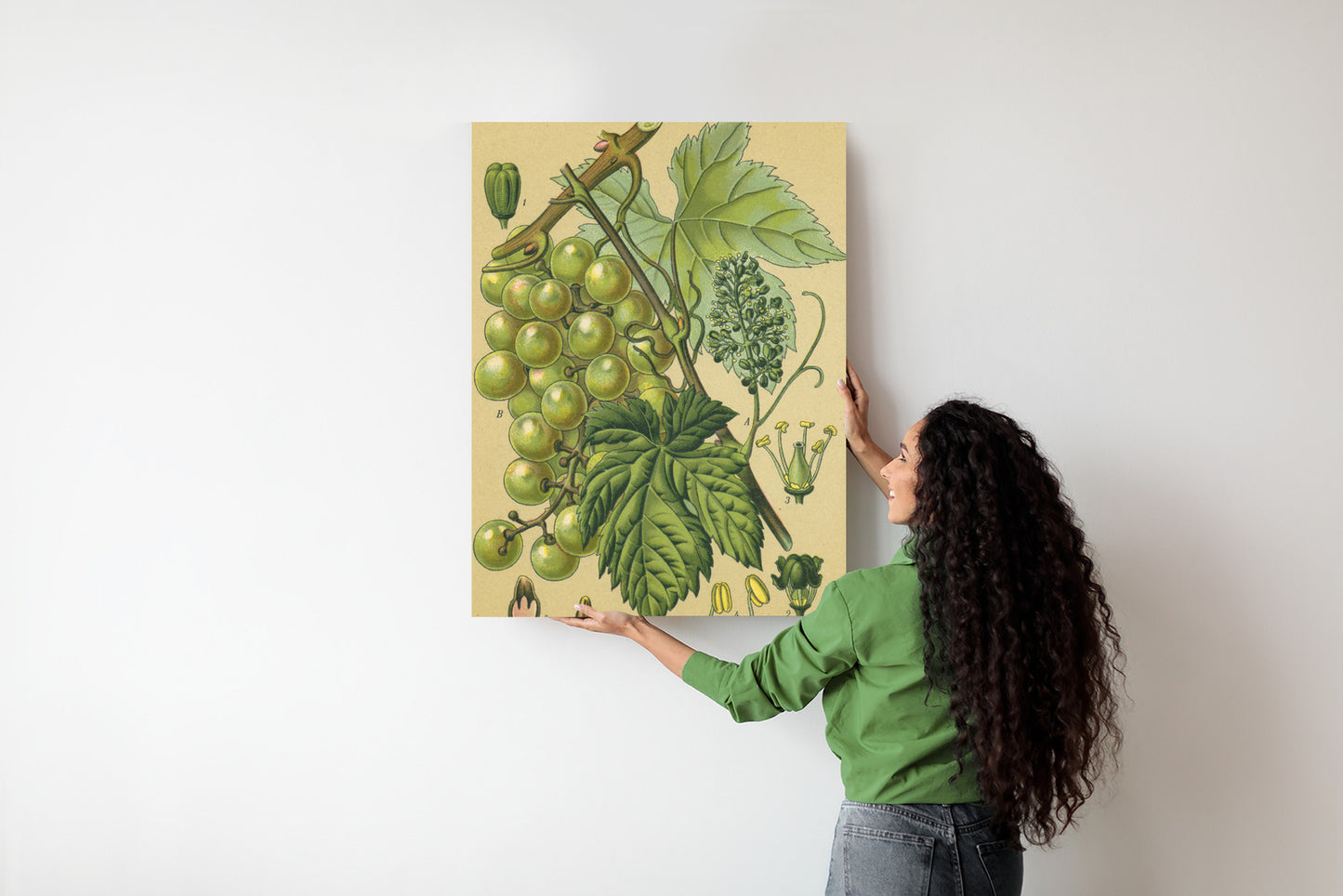 Poster Vintage Botanische Illustration Von Trauben Mit Blättern