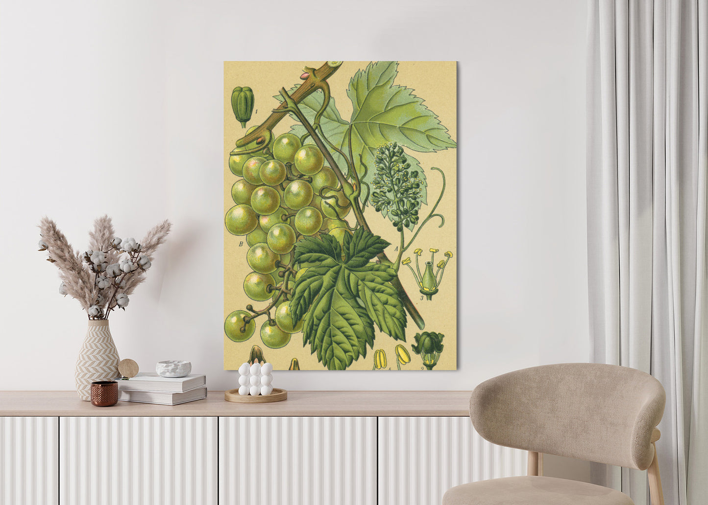 Poster Vintage Botanische Illustration Von Trauben Mit Blättern
