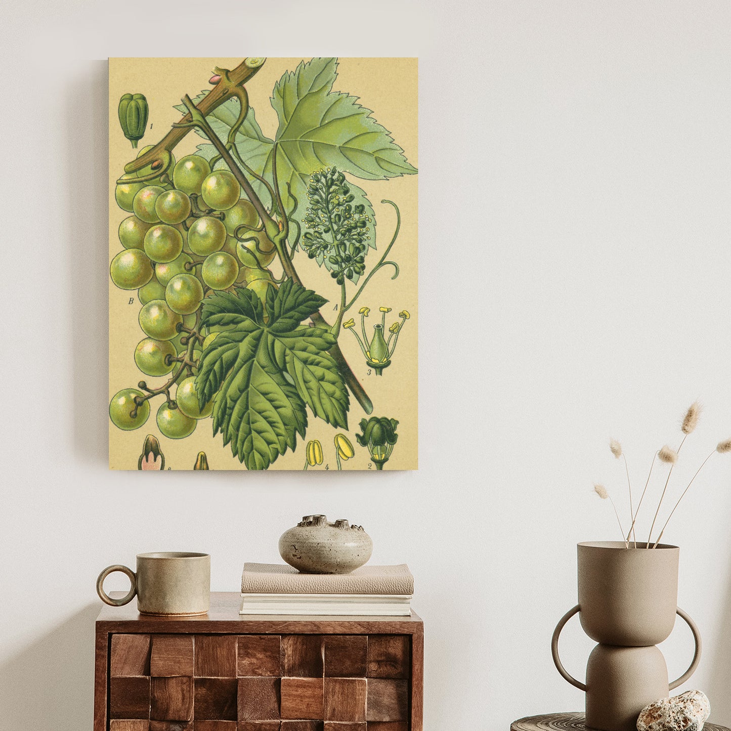 Poster Vintage Botanische Illustration Von Trauben Mit Blättern