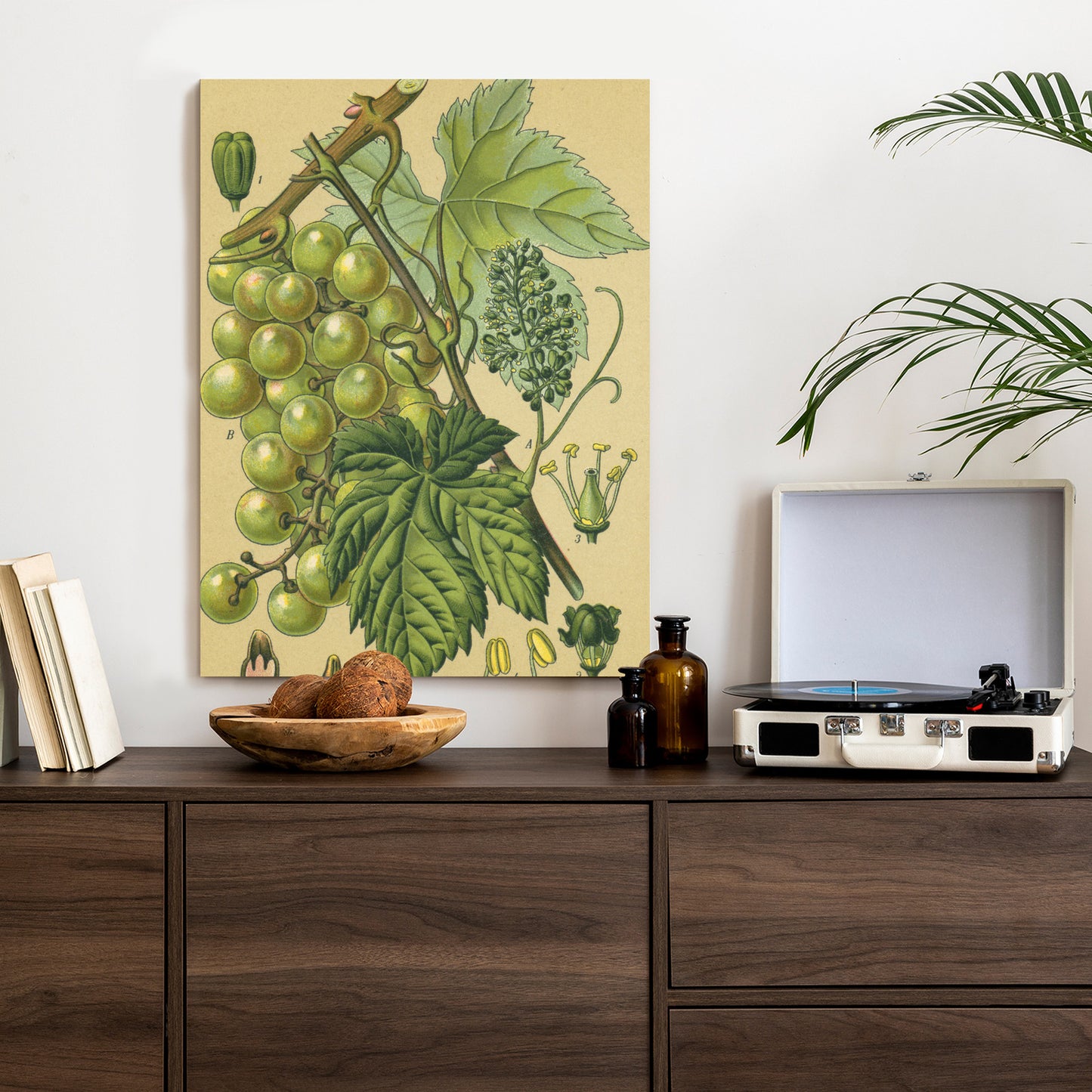 Poster Vintage Botanische Illustration Von Trauben Mit Blättern
