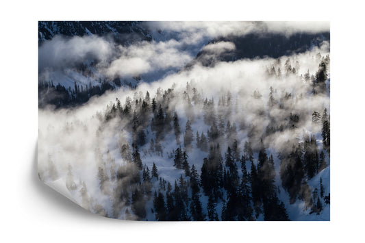 Fototapete Nebliger Wald