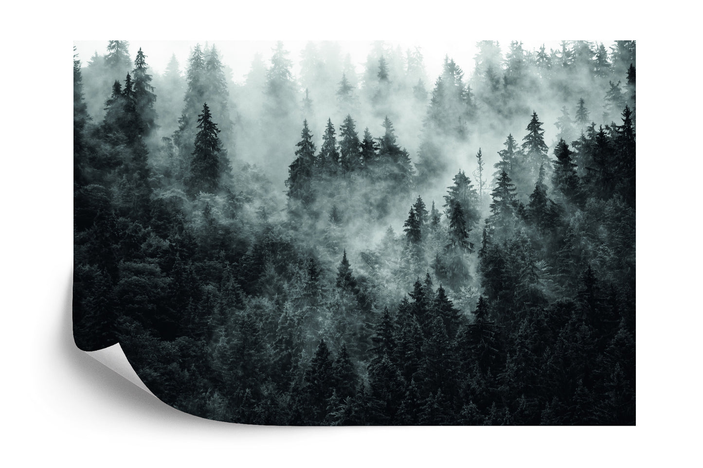 Fototapete Wald Im Nebel