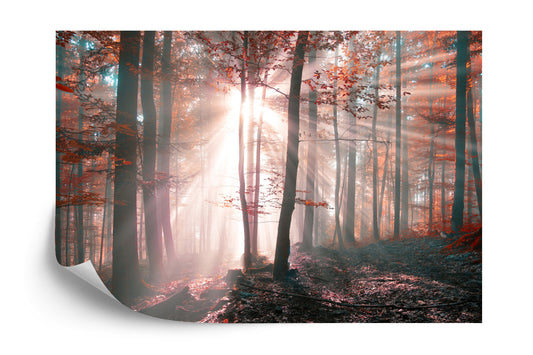 Fototapete Wald Herbstfarben