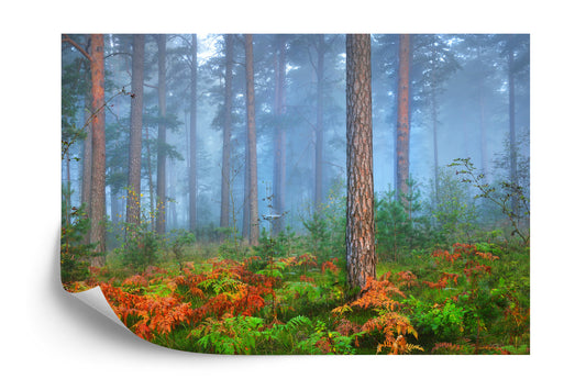 Fototapete Wald Im Nebel