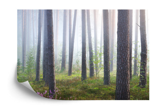 Fototapete Wald Im Nebel