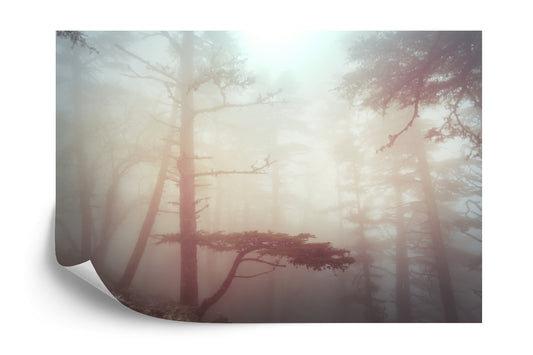 Fototapete Wald Im Nebel
