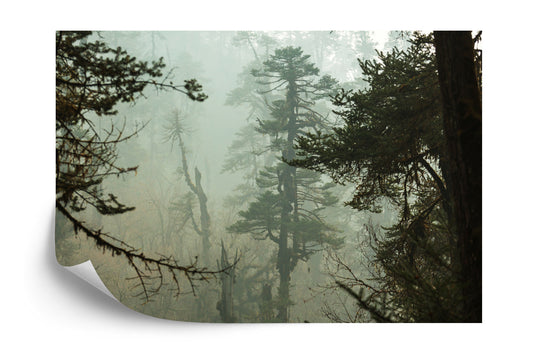 Fototapete Wald Im Nebel