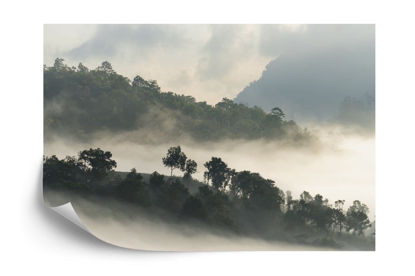 Fototapete Wald Im Nebel