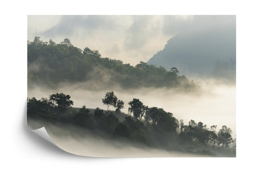 Fototapete Wald Im Nebel