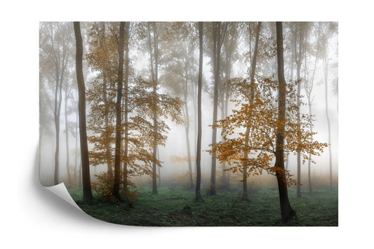 Fototapete Wald Im Nebel