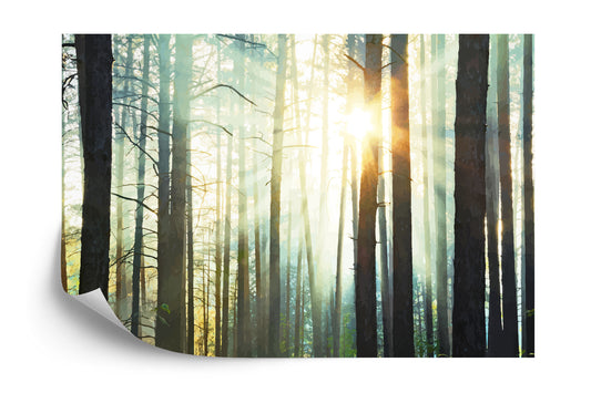 Fototapete Wald Im Nebel