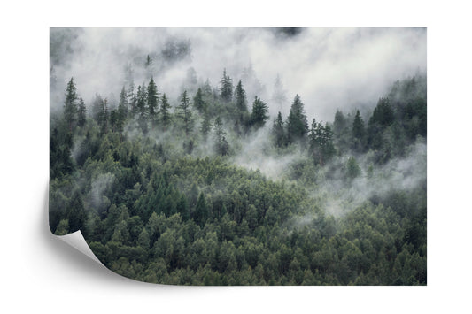 Fototapete Wald Im Morgennebel