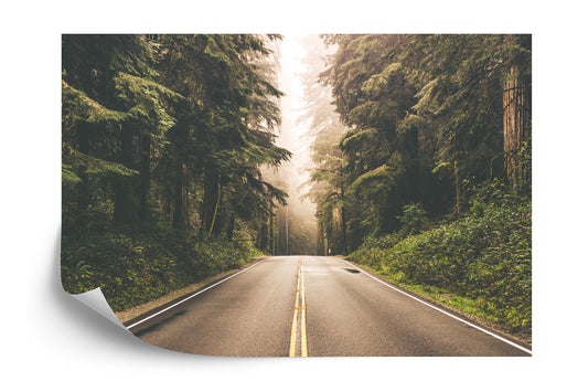Fototapete Straße In Einem Amerikanischen Wald