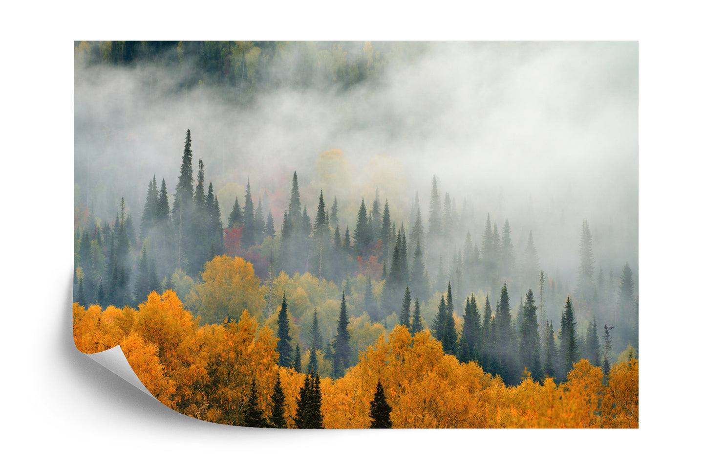 Fototapete Nebel Über Dem Herbstwald