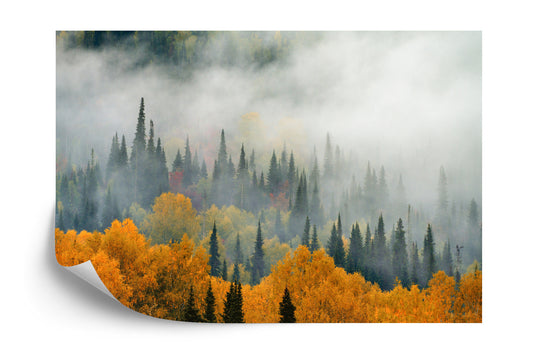 Fototapete Nebel Über Dem Herbstwald