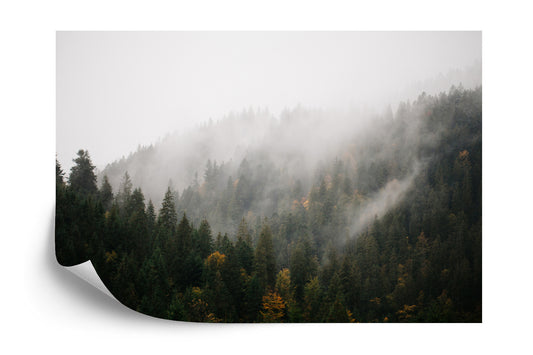 Fototapete Wald Im Nebel