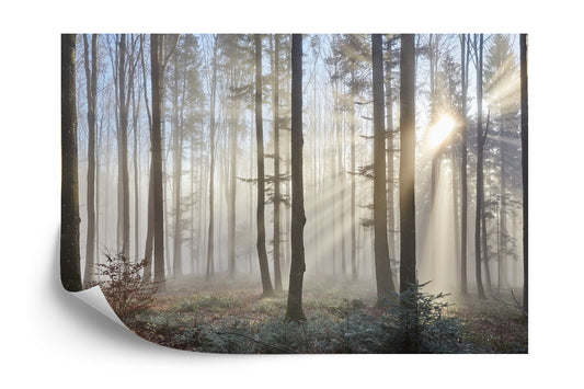 Fototapete Wald Im Nebel