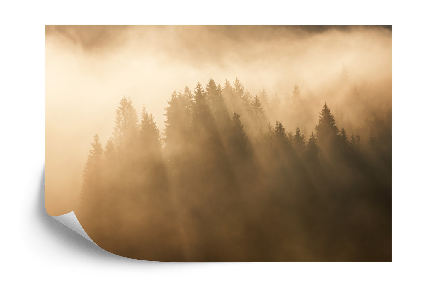 Fototapete Nebliger Wald