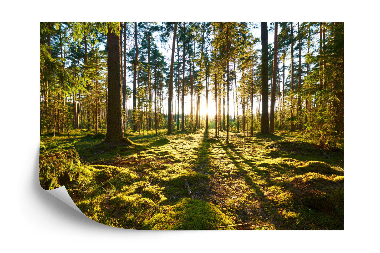 Fototapete Wald Sonnenuntergang