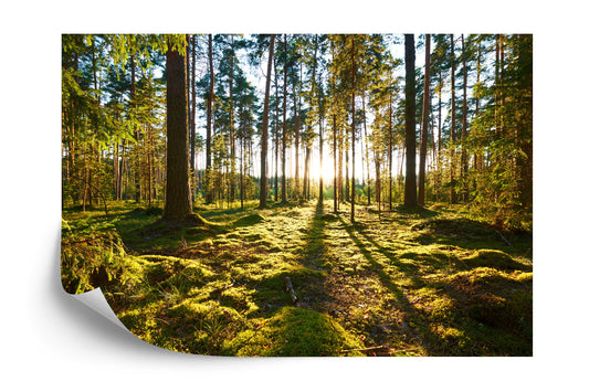Fototapete Wald Sonnenuntergang