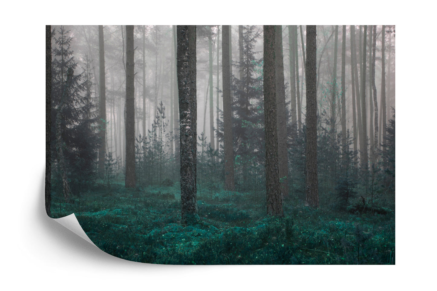 Fototapete Wald Im Nebel