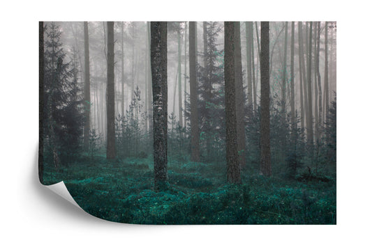 Fototapete Wald Im Nebel