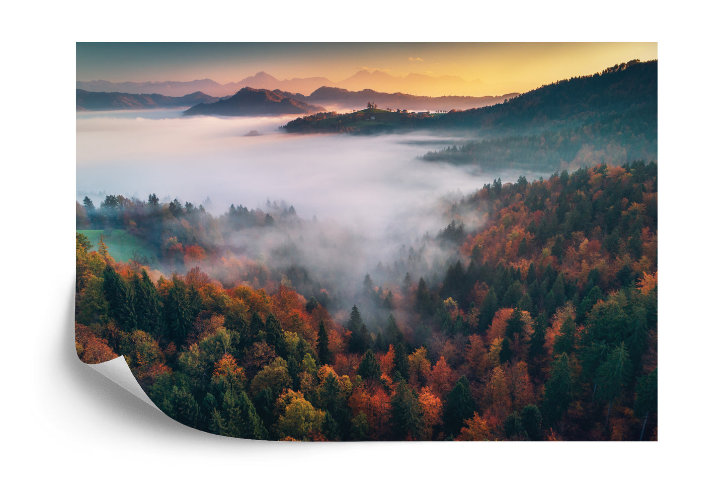 Fototapete Wald Im Nebel