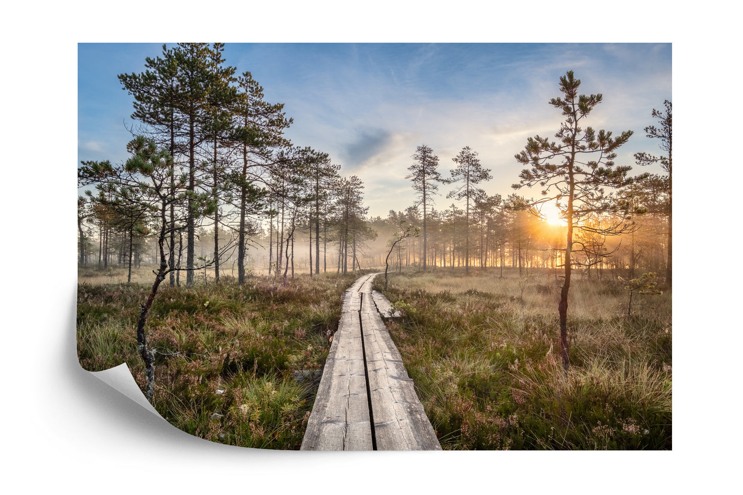 Fototapete Hölzerner Pfad Im Wald
