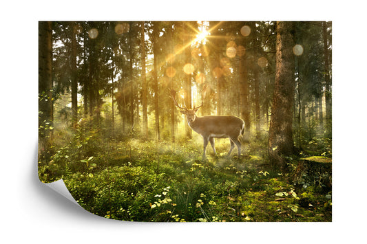 Fototapete Rehe Am Morgen Im Wald