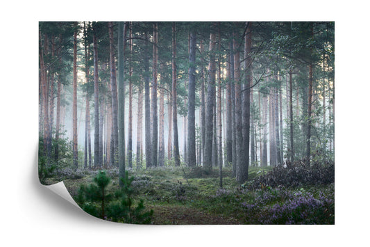 Fototapete Nebliger Wald